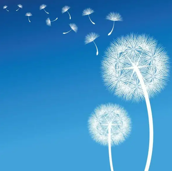 蒲公英：在哲思的花絮中飛揚(yáng)播種